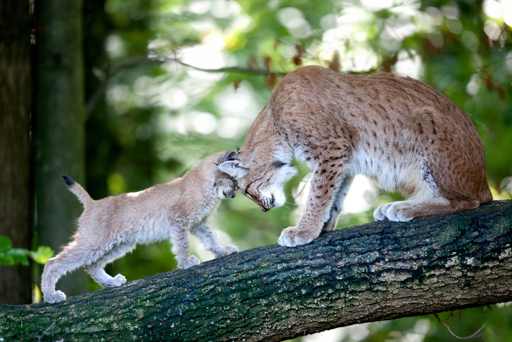 Der Wildpark Pforzheim