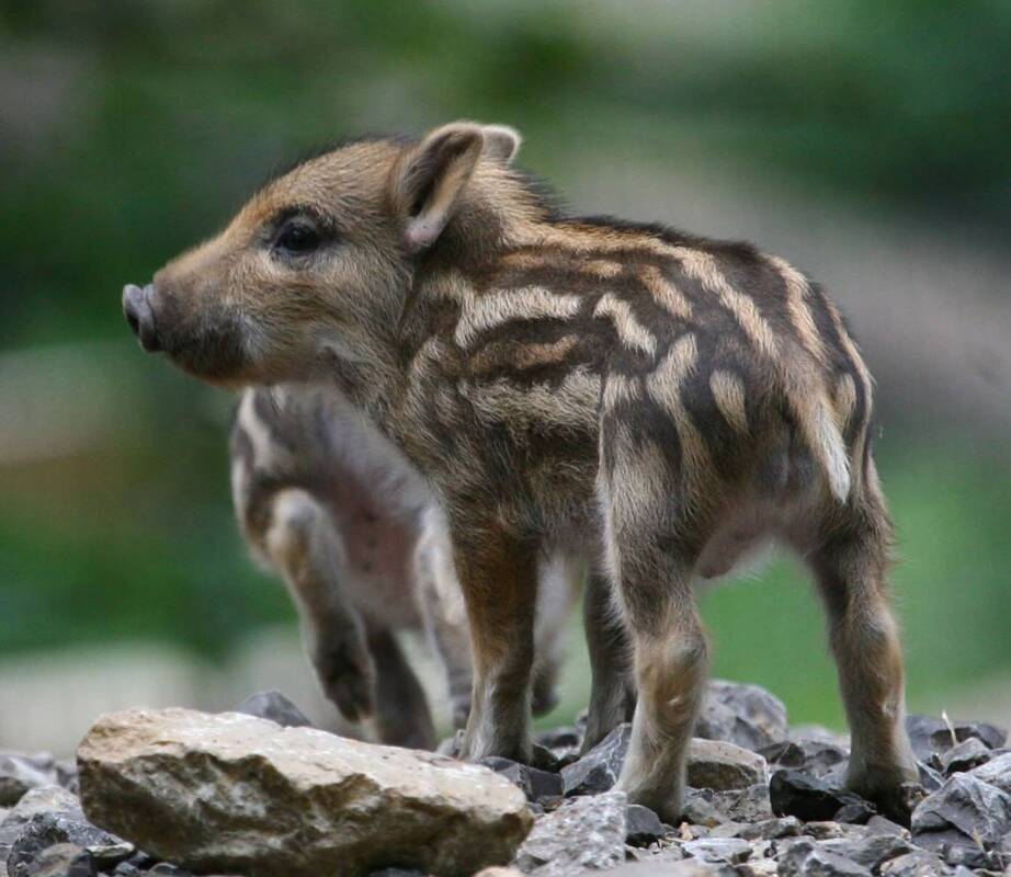 SAUstark und zuckersüß ist unser Wildpark