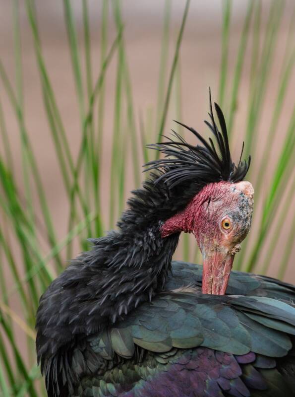 Waldrapp im Wildpark Pforzheim