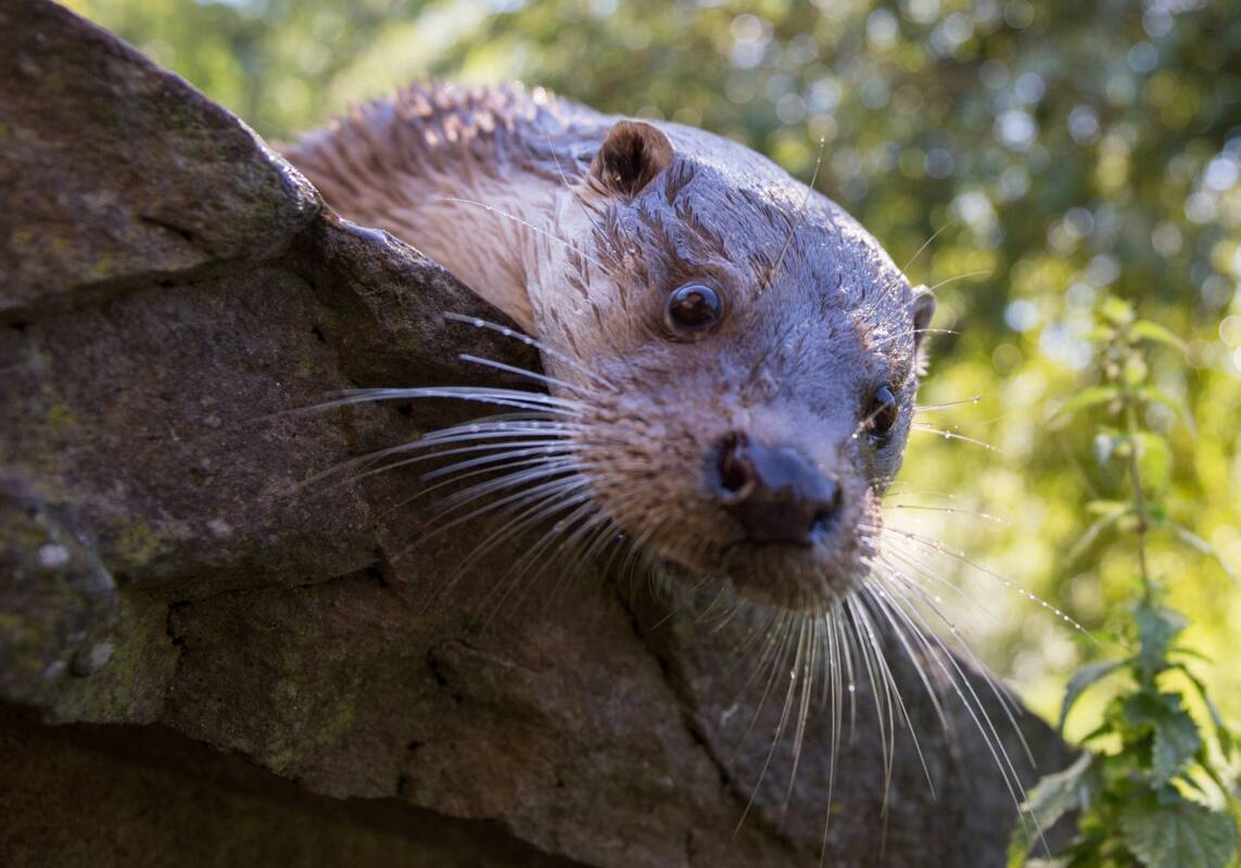 Otterstark der Wildpark Pforzheim